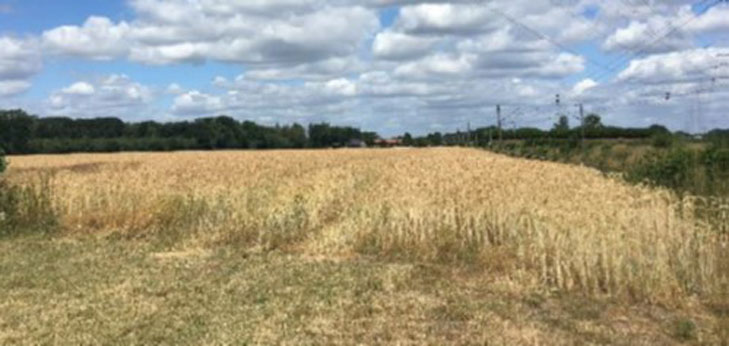 10030_Biodiversitaet_Oeko-Triticale