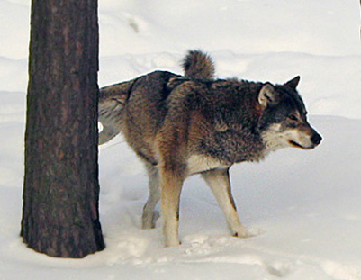 10033_wolf