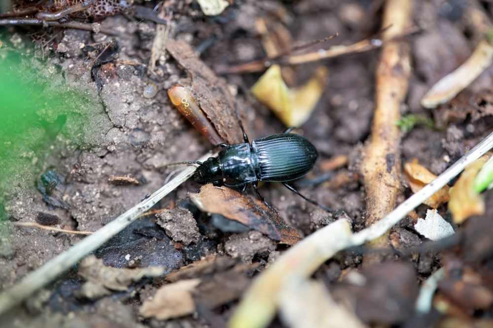 A,Ground,Beetle,Of,The,Species,Abax,Parallelepipedus,On,A