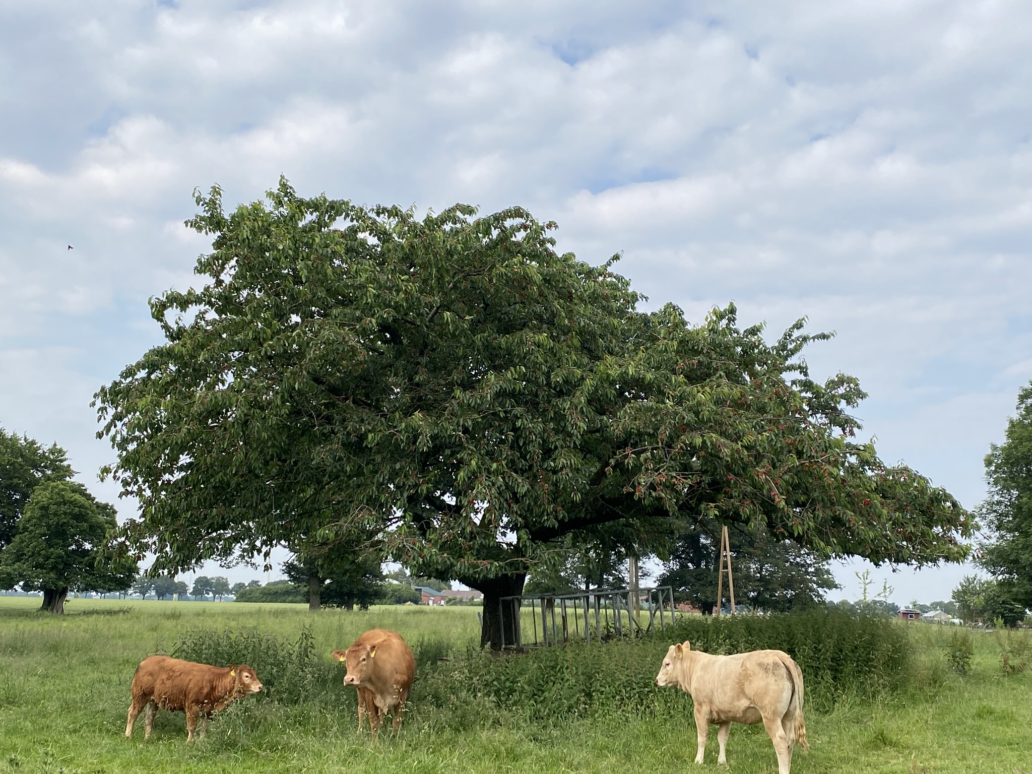 Schwarze Weinkirsche auf Obstweide in Uedem (KLE)
